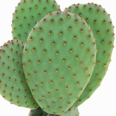 Opuntia microdasys subs. rufida cv. Indigo - Giromagi