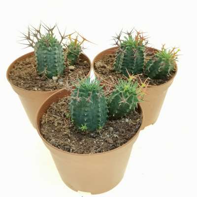 Euphorbia stellispina - Giromagi