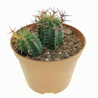 Euphorbia stellispina - Giromagi