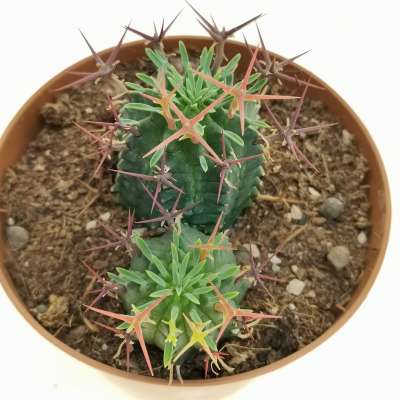 Euphorbia stellispina - Giromagi