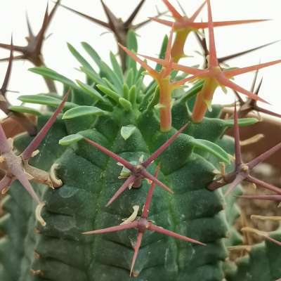 Euphorbia stellispina - Giromagi