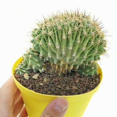 Ferocactus horridus f. brevispinus crestata (Own roots)