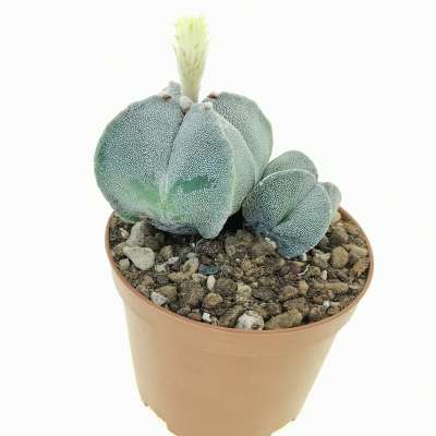 Astrophytum myriostigma - Giromagi