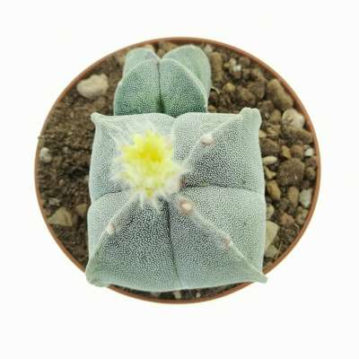 Astrophytum myriostigma - Giromagi