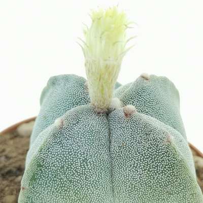 Astrophytum myriostigma - Giromagi