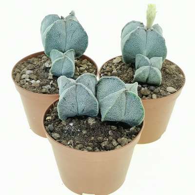 Astrophytum myriostigma - Giromagi