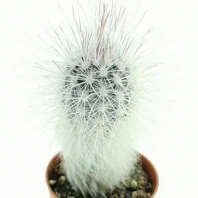 Echinocereus viridiflorus var. canus - Giromagi