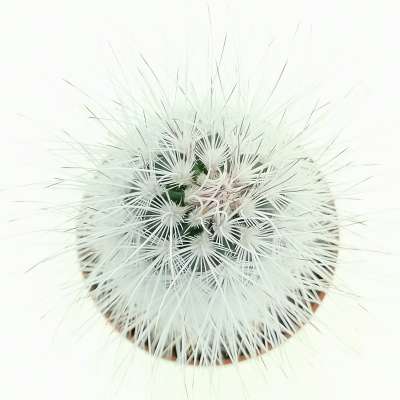 Echinocereus viridiflorus var. canus - Giromagi