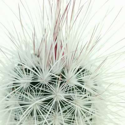 Echinocereus viridiflorus var. canus - Giromagi