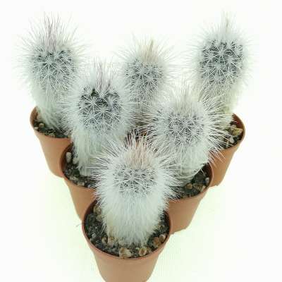 Echinocereus viridiflorus var. canus - Giromagi