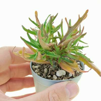 Kalanchoe katapifa 'Tarantula'
