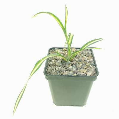 Yucca filamentosa cv. Color Guard 9x9 cm. | Asparagaceae - Giromagi ...