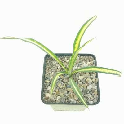 Yucca filamentosa cv. Color Guard 9x9 cm. | Asparagaceae - Giromagi ...