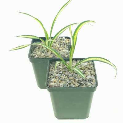 Yucca filamentosa cv. Color Guard 9x9 cm. | Asparagaceae - Giromagi ...