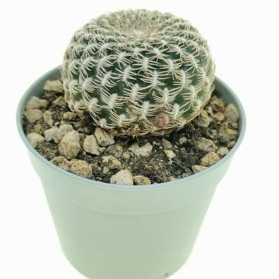 Sulcorebutia arenacea - Giromagi