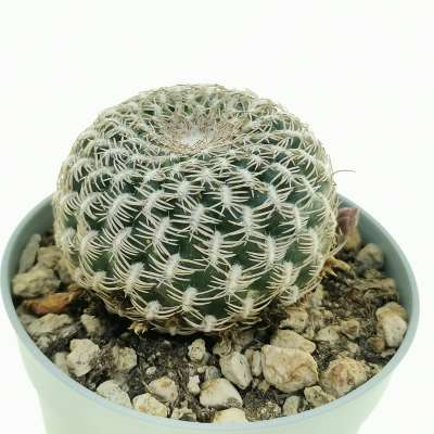 Sulcorebutia arenacea - Giromagi