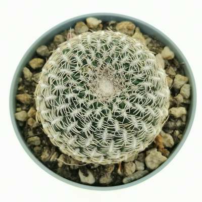 Sulcorebutia arenacea - Giromagi
