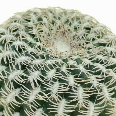Sulcorebutia arenacea - Giromagi