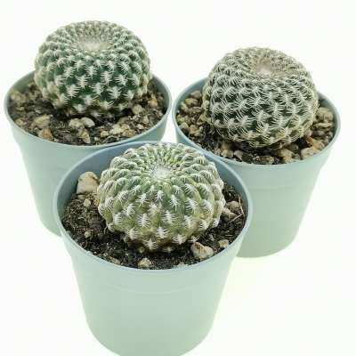 Sulcorebutia arenacea - Giromagi
