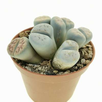 Lithops sp. - Giromagi