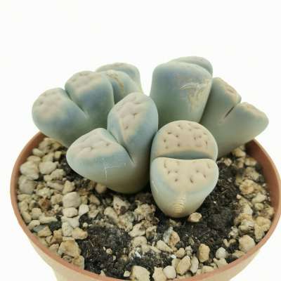 Lithops sp. - Giromagi