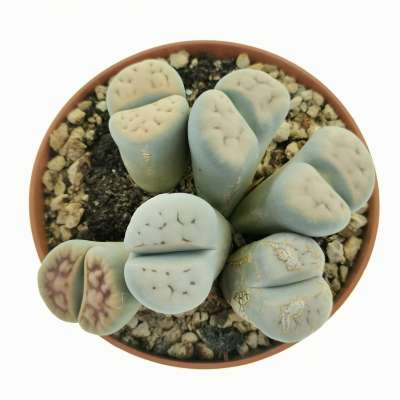 Lithops sp. - Giromagi