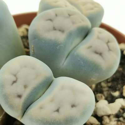 Lithops sp. - Giromagi