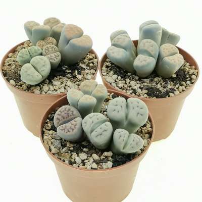 Lithops sp. - Giromagi