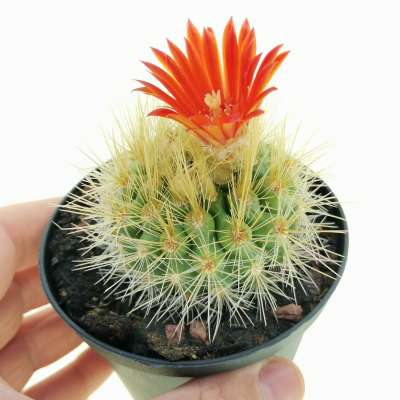 Parodia penicillata