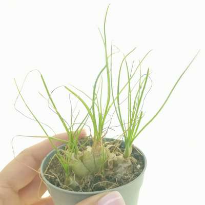 Albuca humilis