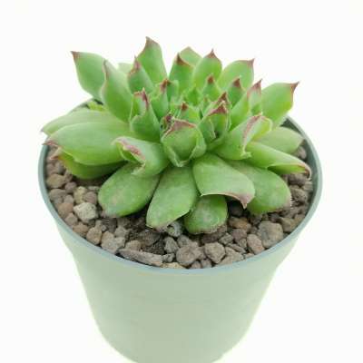 Sempervivum tectorum cv. Oddity - Giromagi