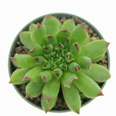 Sempervivum tectorum cv. Oddity - Giromagi