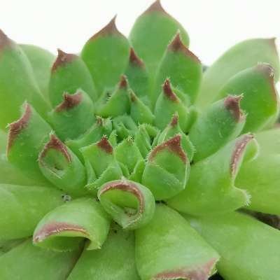 Sempervivum tectorum cv. Oddity - Giromagi
