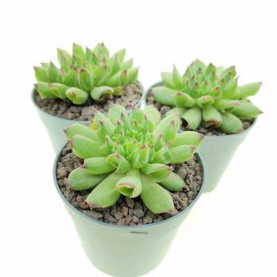 Sempervivum tectorum cv. Oddity - Giromagi