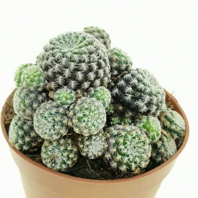 Sulcorebutia langeri - Giromagi