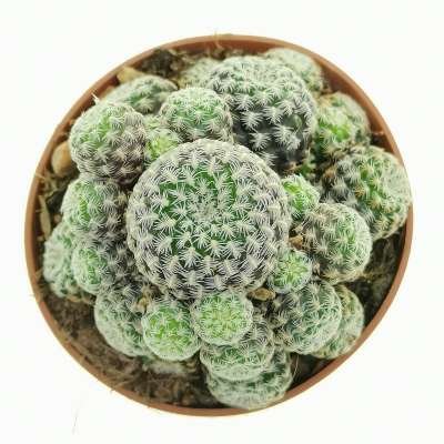 Sulcorebutia langeri - Giromagi