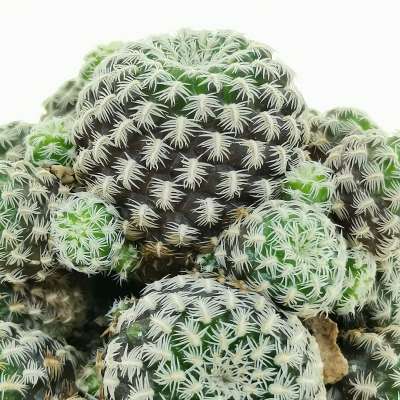 Sulcorebutia langeri - Giromagi