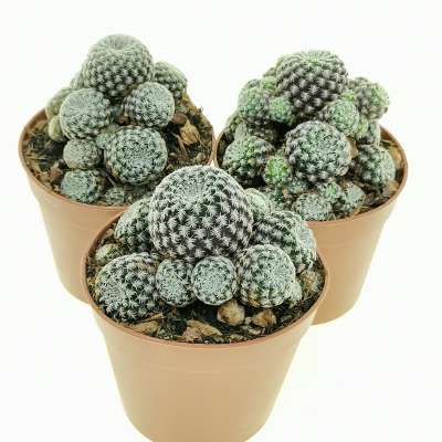 Sulcorebutia langeri - Giromagi