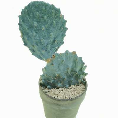Opuntia engelmannii subsp. lindheimeri cv. Gomei - Giromagi