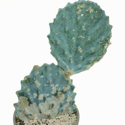 Opuntia engelmannii subsp. lindheimeri cv. Gomei - Giromagi