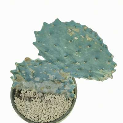 Opuntia engelmannii subsp. lindheimeri cv. Gomei - Giromagi