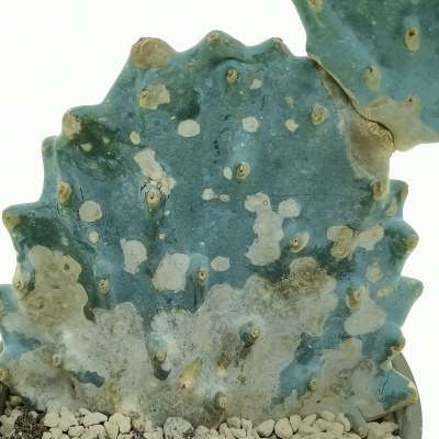 Opuntia engelmannii subsp. lindheimeri cv. Gomei - Giromagi