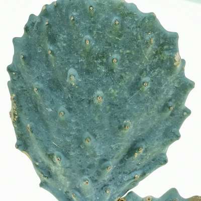 Opuntia engelmannii subsp. lindheimeri cv. Gomei - Giromagi