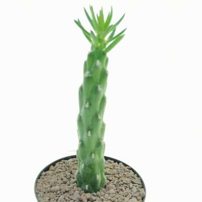 Opuntia subulata - Giromagi