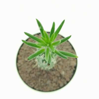 Opuntia subulata - Giromagi