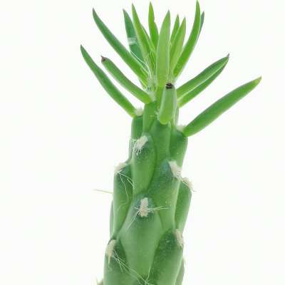 Opuntia subulata - Giromagi