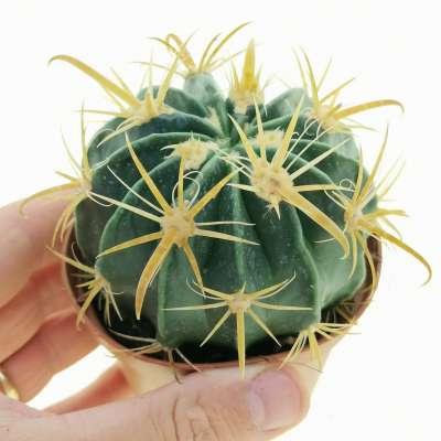 Ferocactus latispinus var. flavispinus