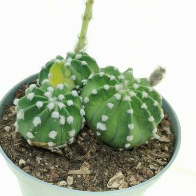 Echinopsis subdenudata f. variegata - Giromagi