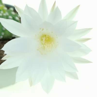 Echinopsis subdenudata f. variegata - Giromagi