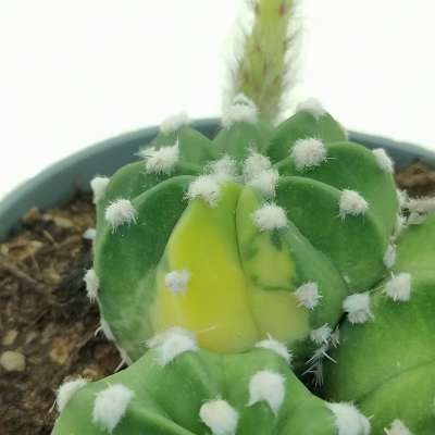 Echinopsis subdenudata f. variegata - Giromagi